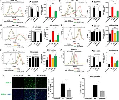 Amelogenin Downregulates Interferon Gamma-Induced Major Histocompatibility Complex Class II Expression Through Suppression of Euchromatin Formation in the Class II Transactivator Promoter IV Region in Macrophages